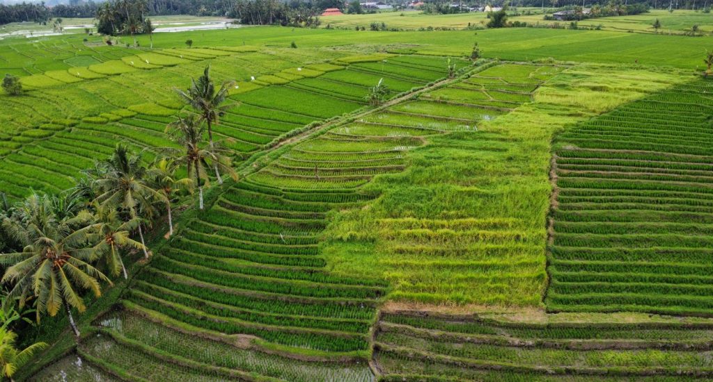 Rice Terraces 1