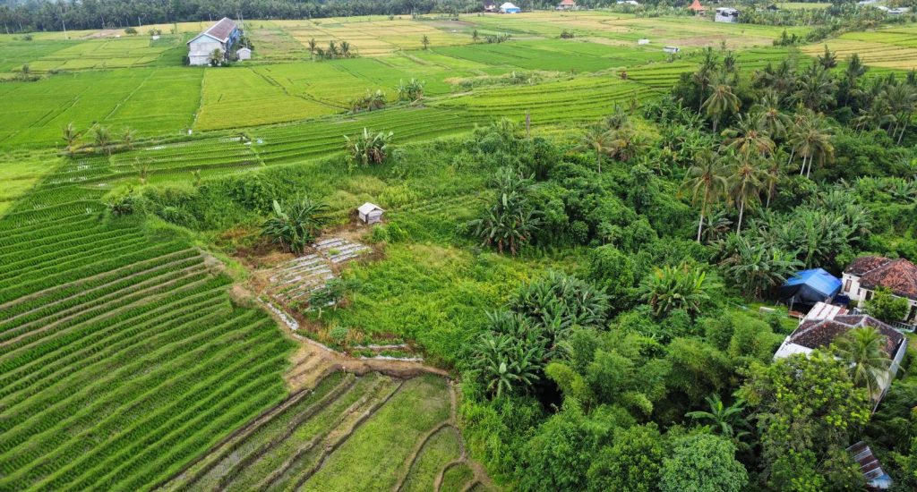 Rice Terraces 2