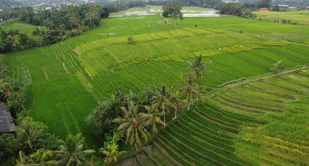 Rice Terraces 3