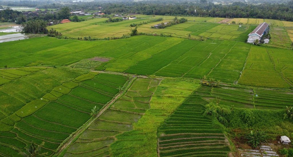 Rice Terraces 4