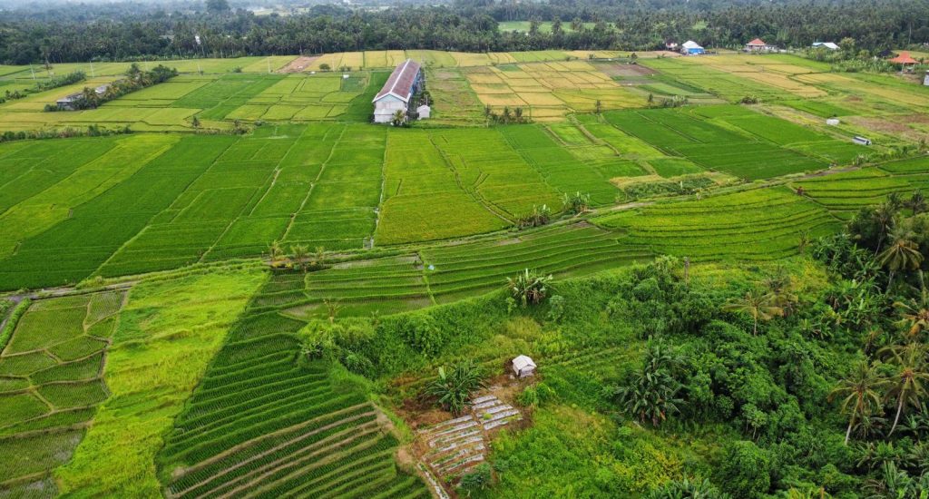Rice Terraces 5